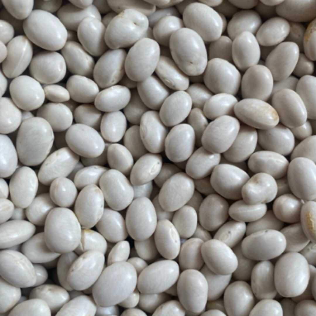 云南高山漕涧小白豆