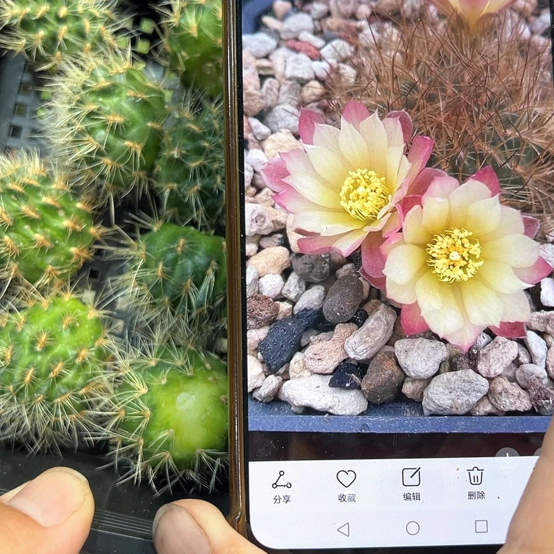 222沟宝山仙人球侧芽一颗