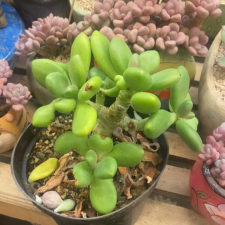 多肉植物肉肉植物