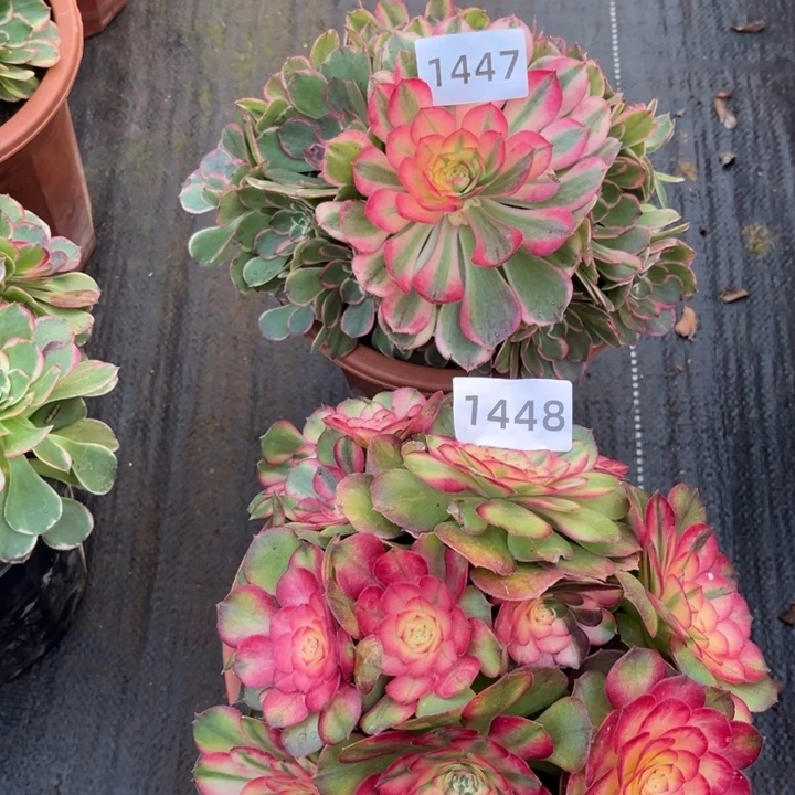 金***）14471448两颗多肉发货