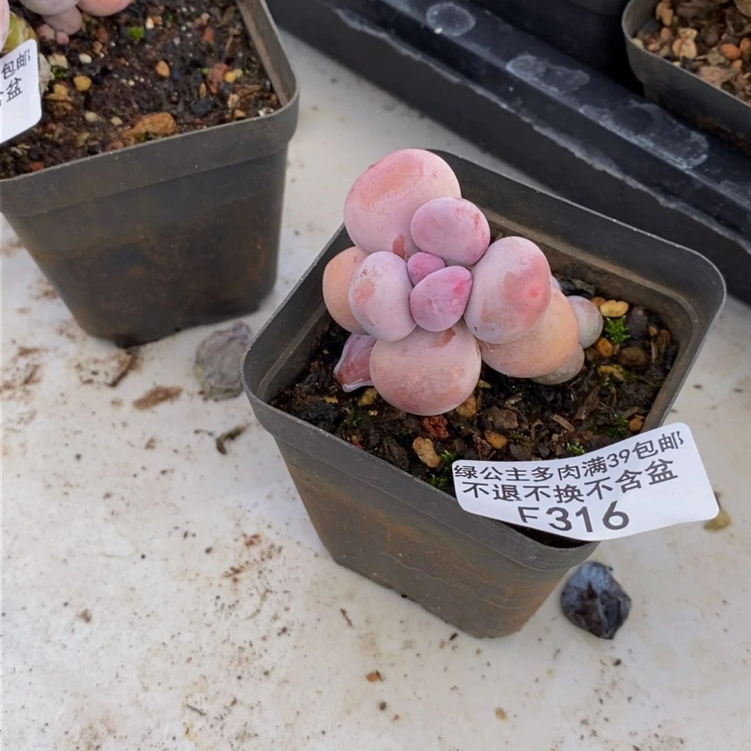 316蛋黄奶多肉4c m