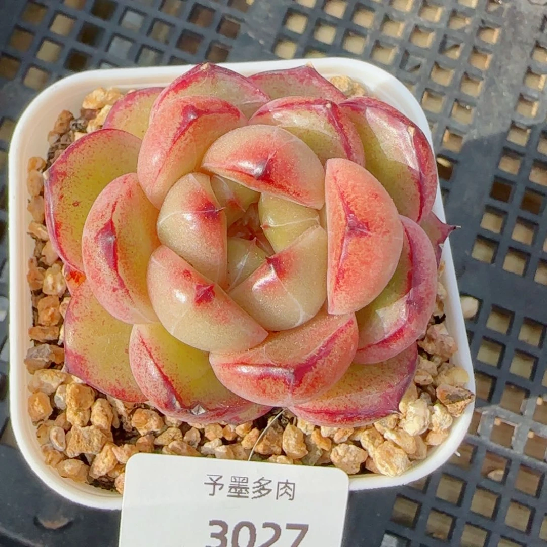 孤品珍妮，3027多肉植物
