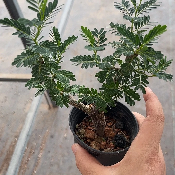 我也不知道我为什么要这样