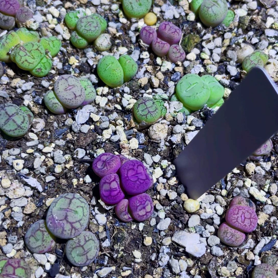 猴脸植物一物一拍