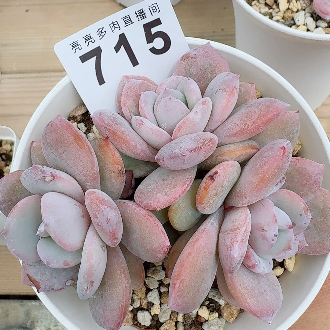 奶茶小脸            精美多肉植物