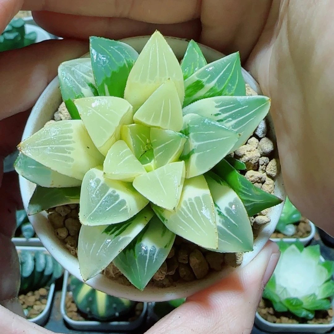 单头姬寿锦多肉