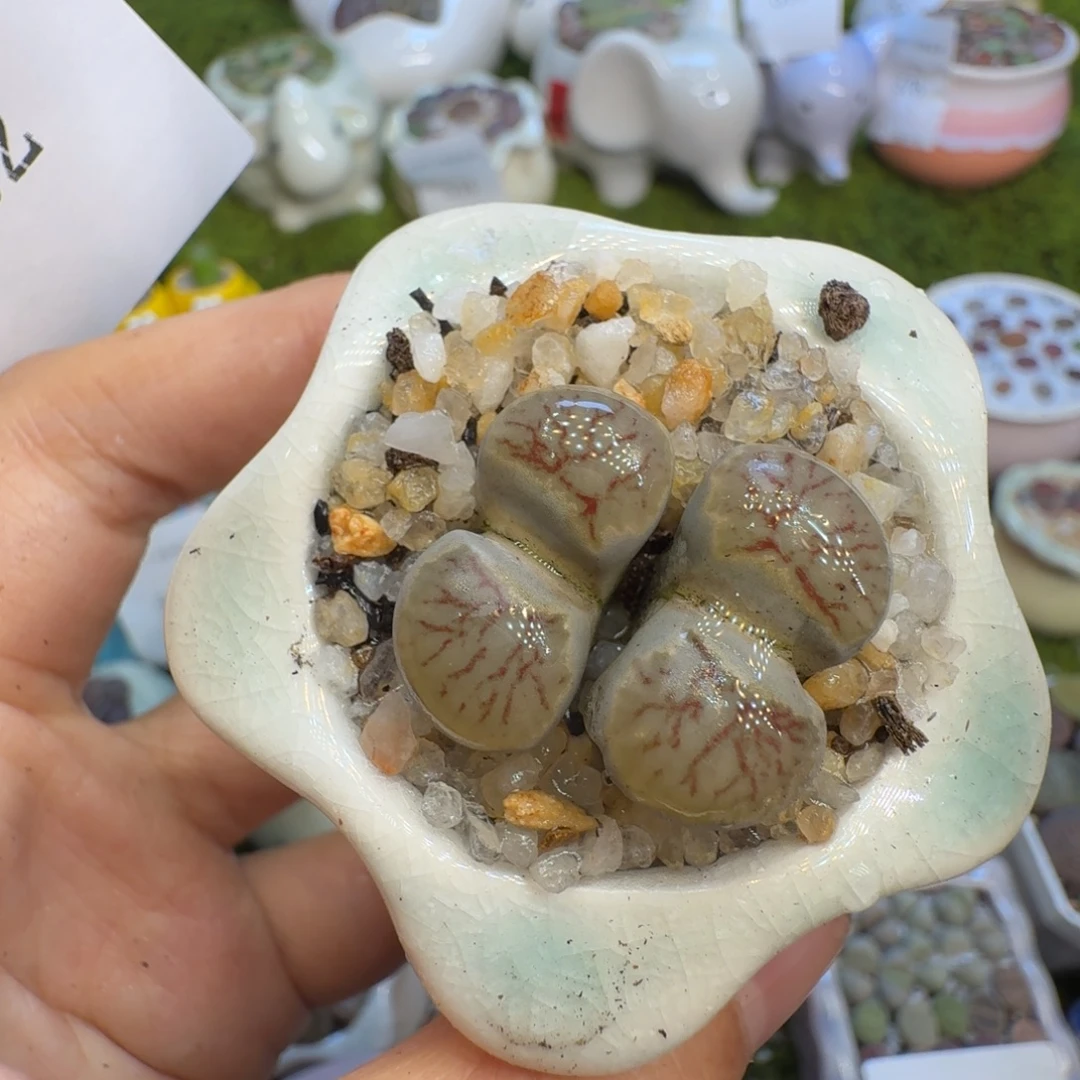 多肉植物福利冲582