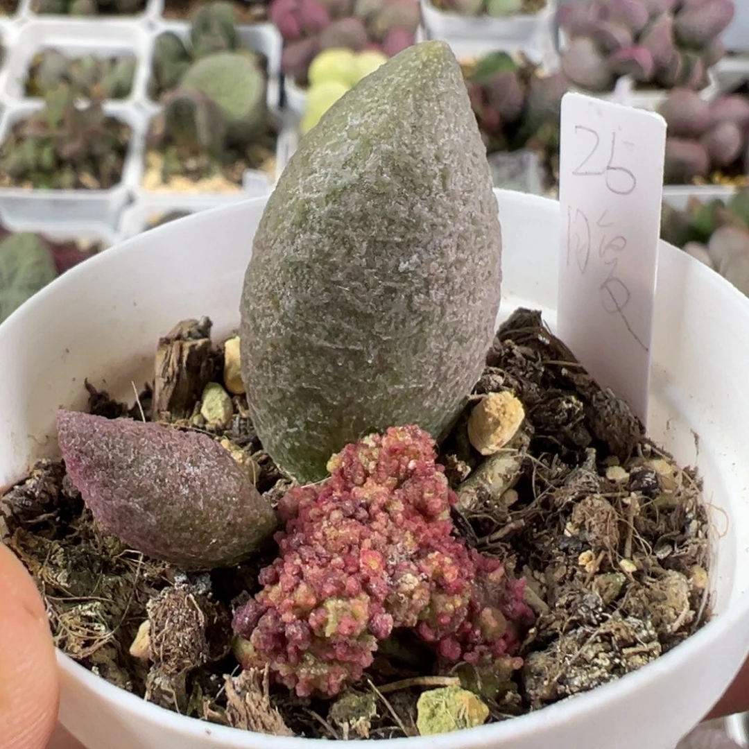 w缀化腹部多肉植物水泡