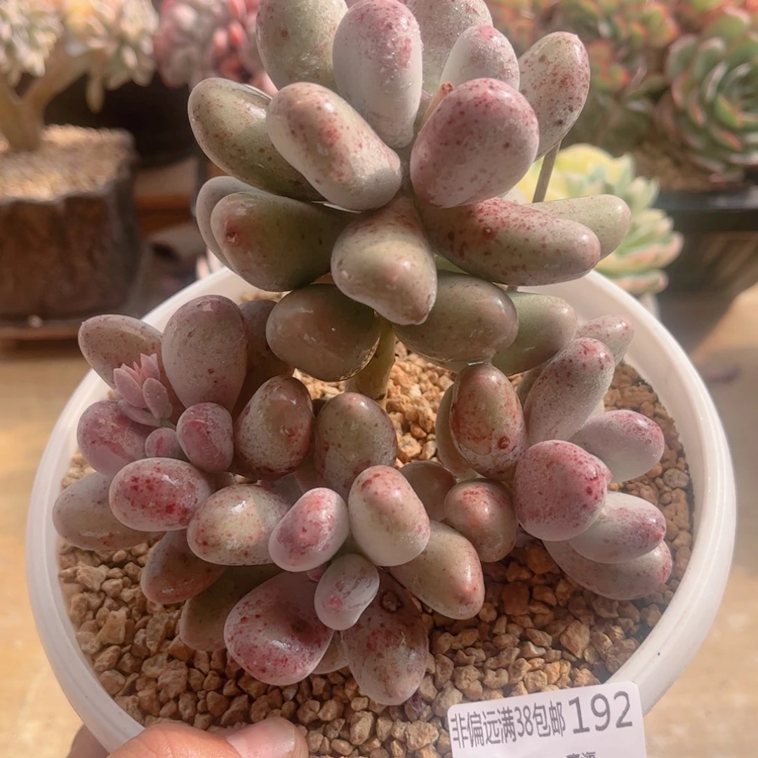 192米可奶德华多肉