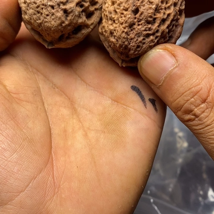 文玩核桃把件云南铁核桃29号