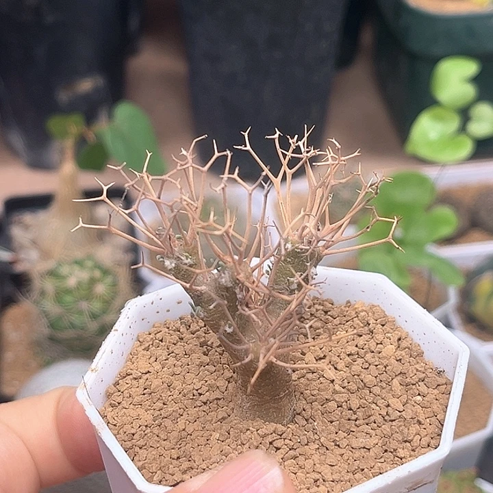 黑鬼殿厚敦菊母本一颗