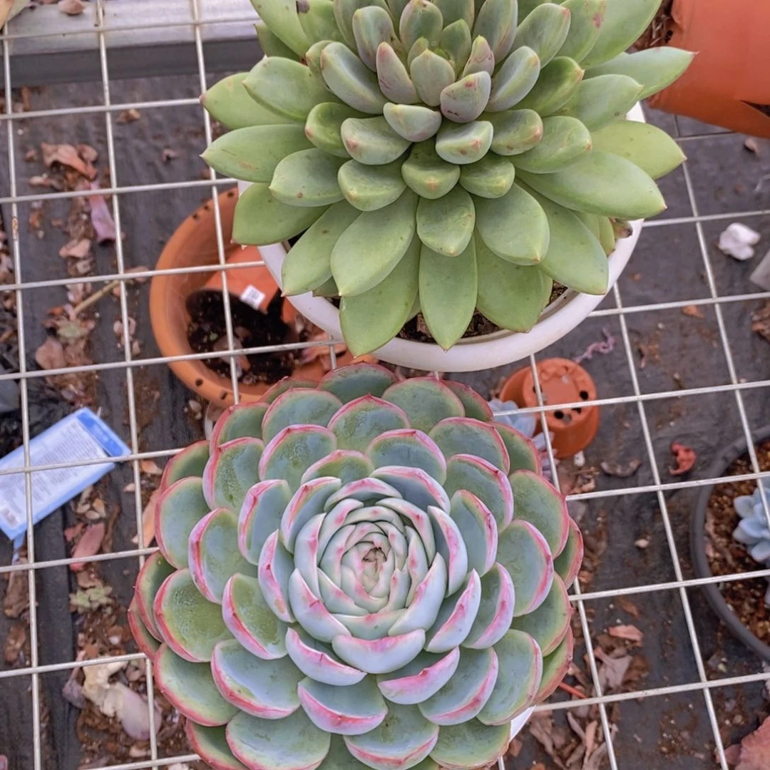 黄金象牙➕侧影 大单头各一盆