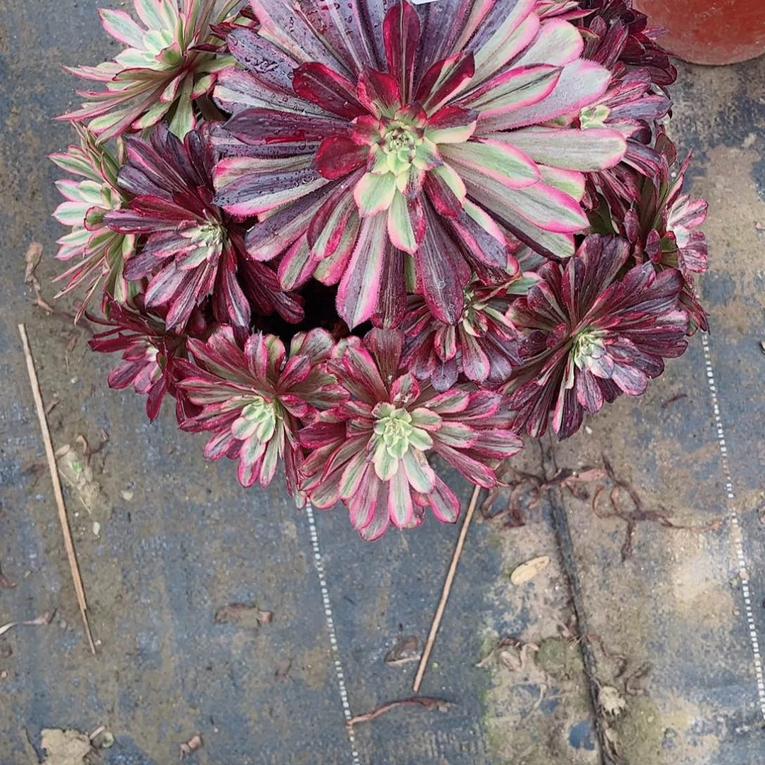 无花朵用****3多肉植物繁华839