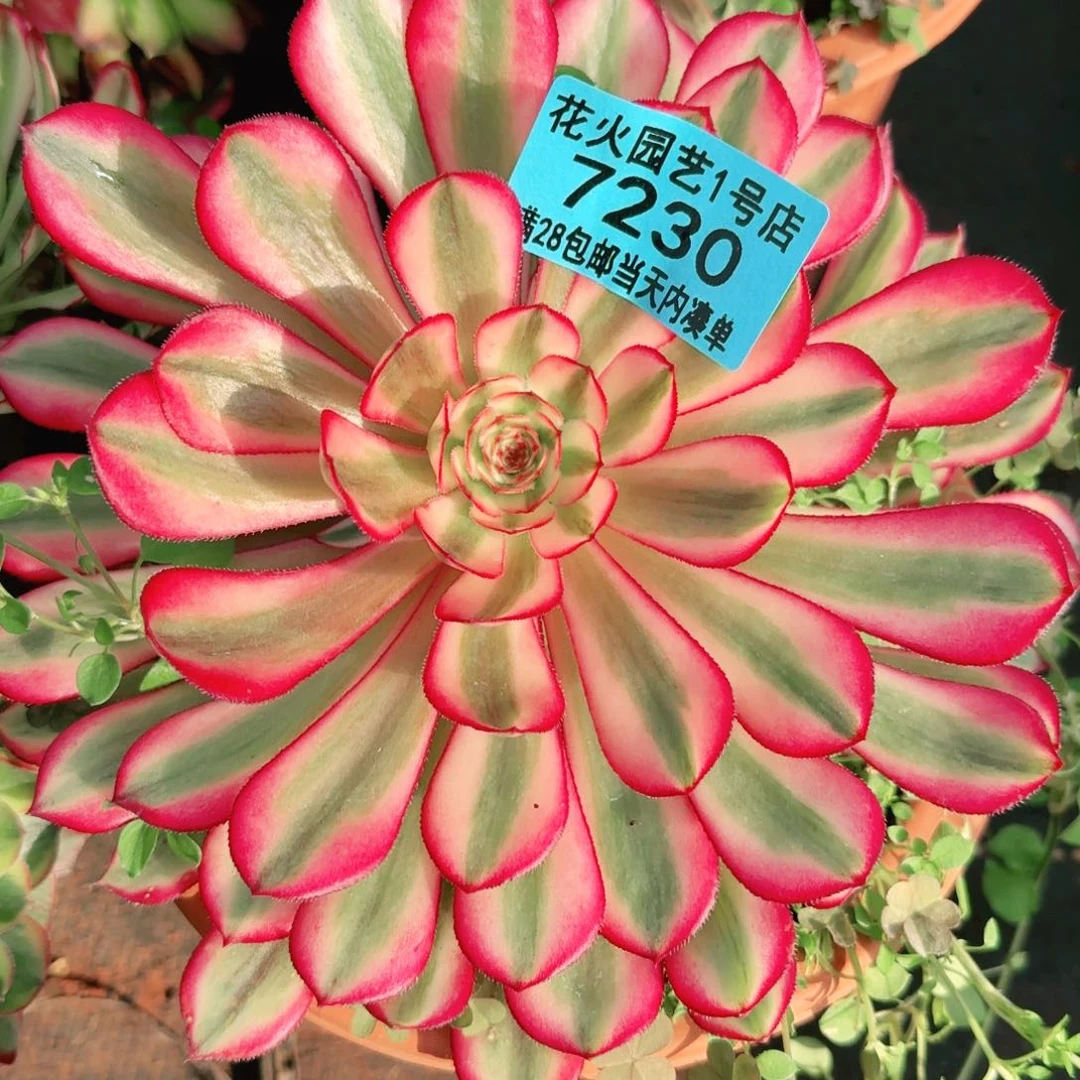 白月光7230多肉植物