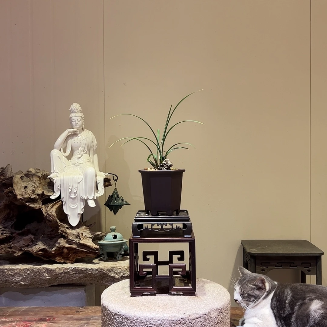 大部分花苞少量开放冠神