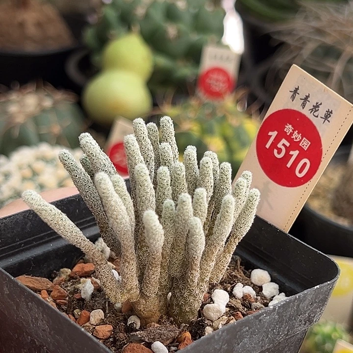 实生迷你牧师群一棵