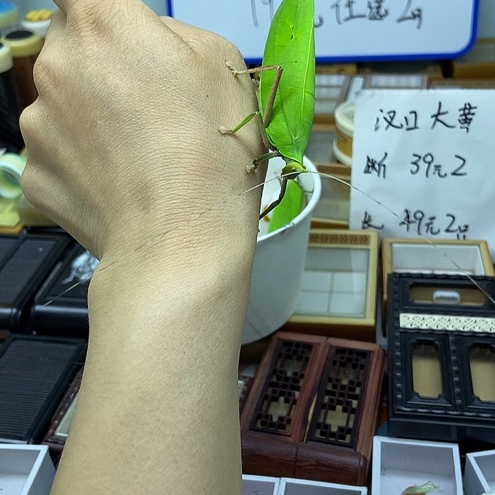 长须海南素背一只包邮
