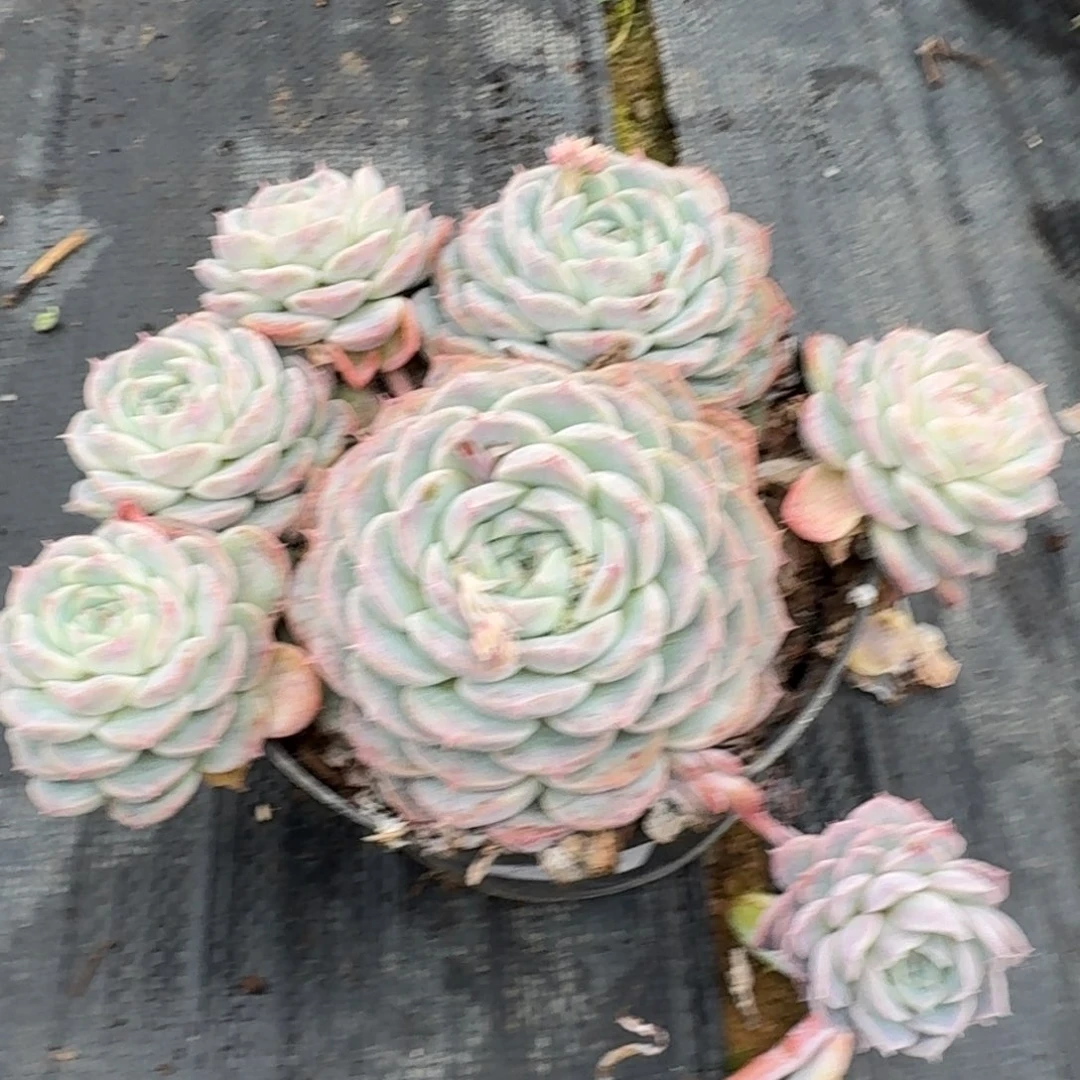 多肉杂交一物一拍22-55