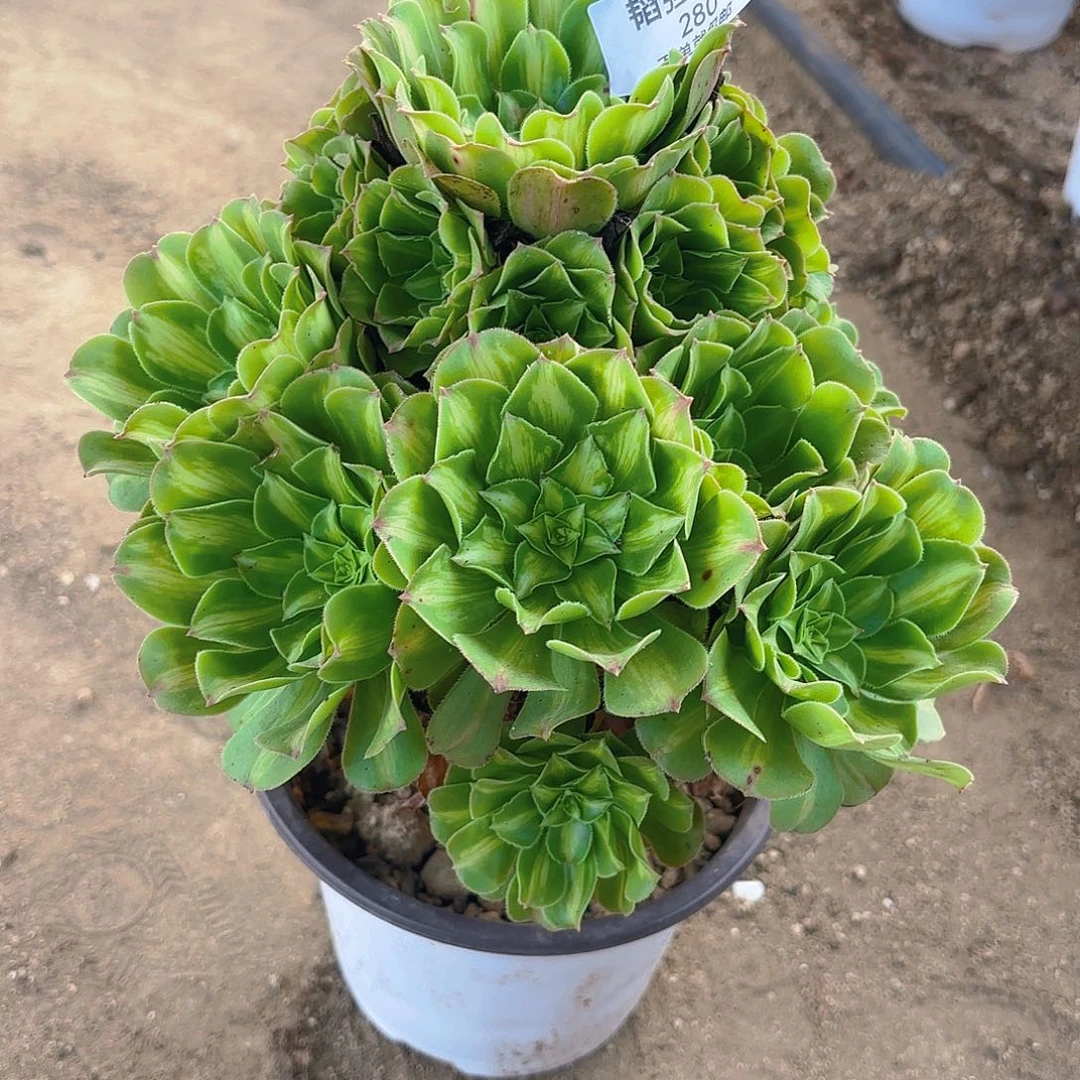 翡翠琉璃多肉植物280