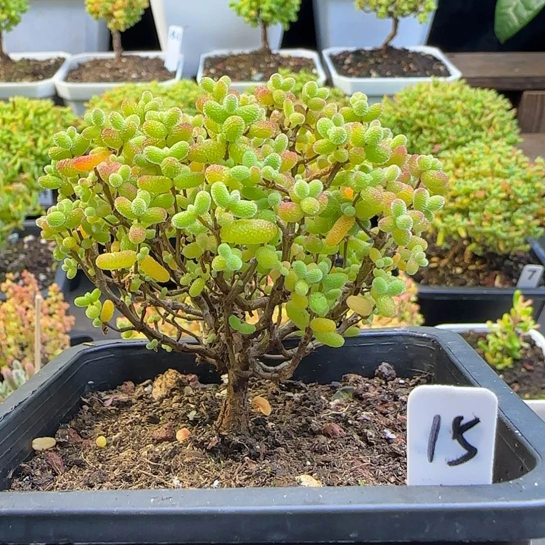 金桔糖球一物一拍