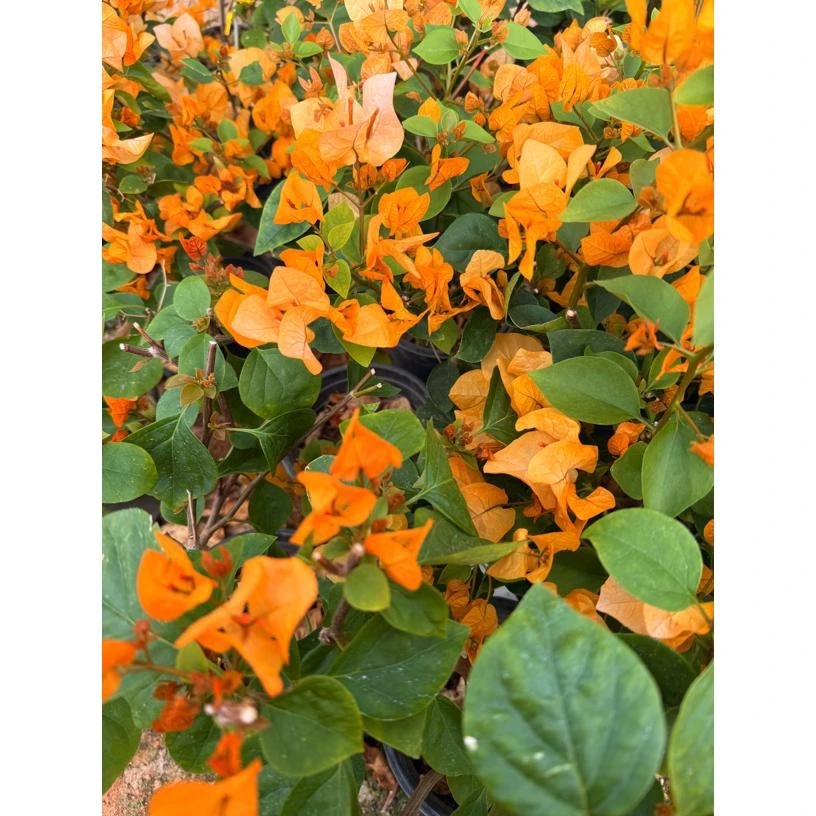 【金探戈】原生盆苗福利款不售后！介意慎拍！