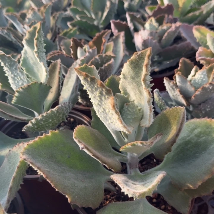 一个兔耳嫁接木的价格