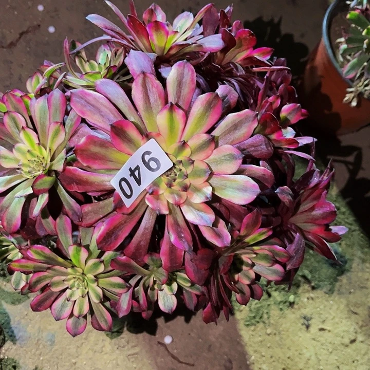 940紫嫣多肉植物处理不售后