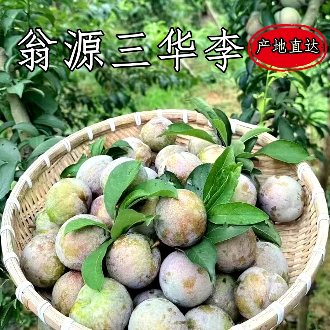 【10斤】正宗翁源三华李脆甜爽口新鲜现摘当季水果特大果孕妇水果