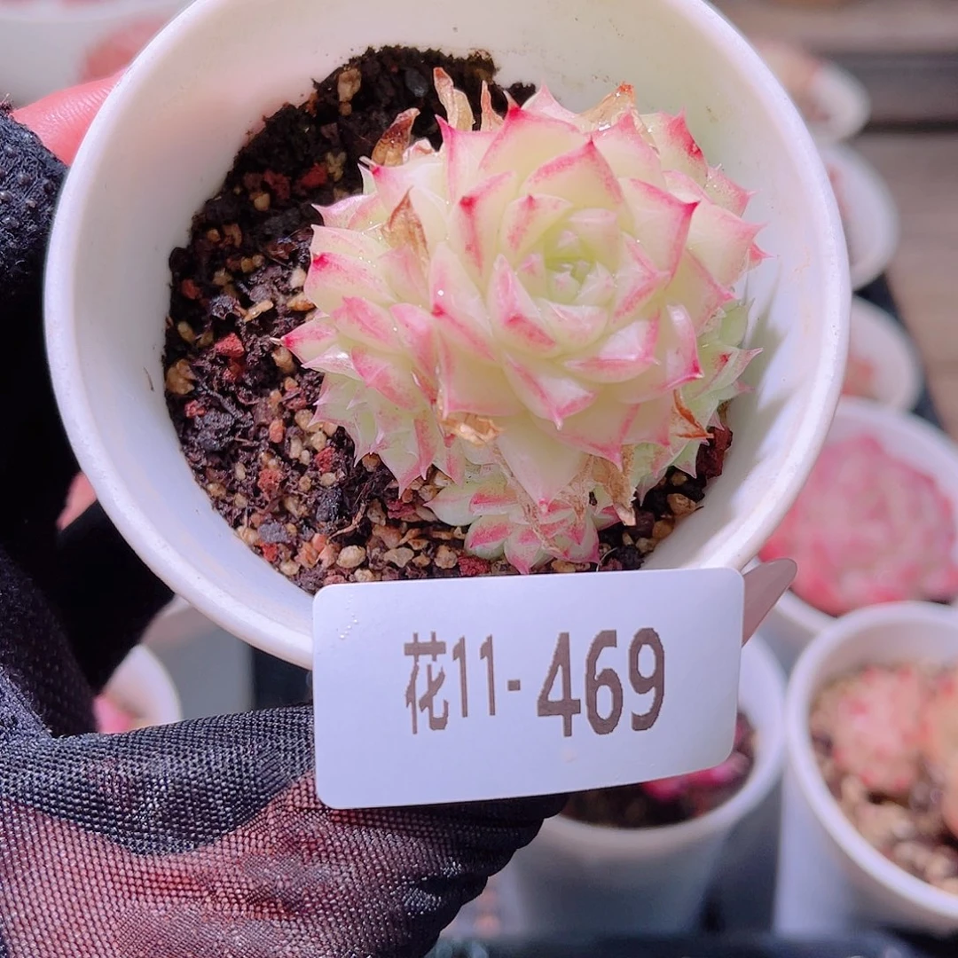 花利美11-469女王