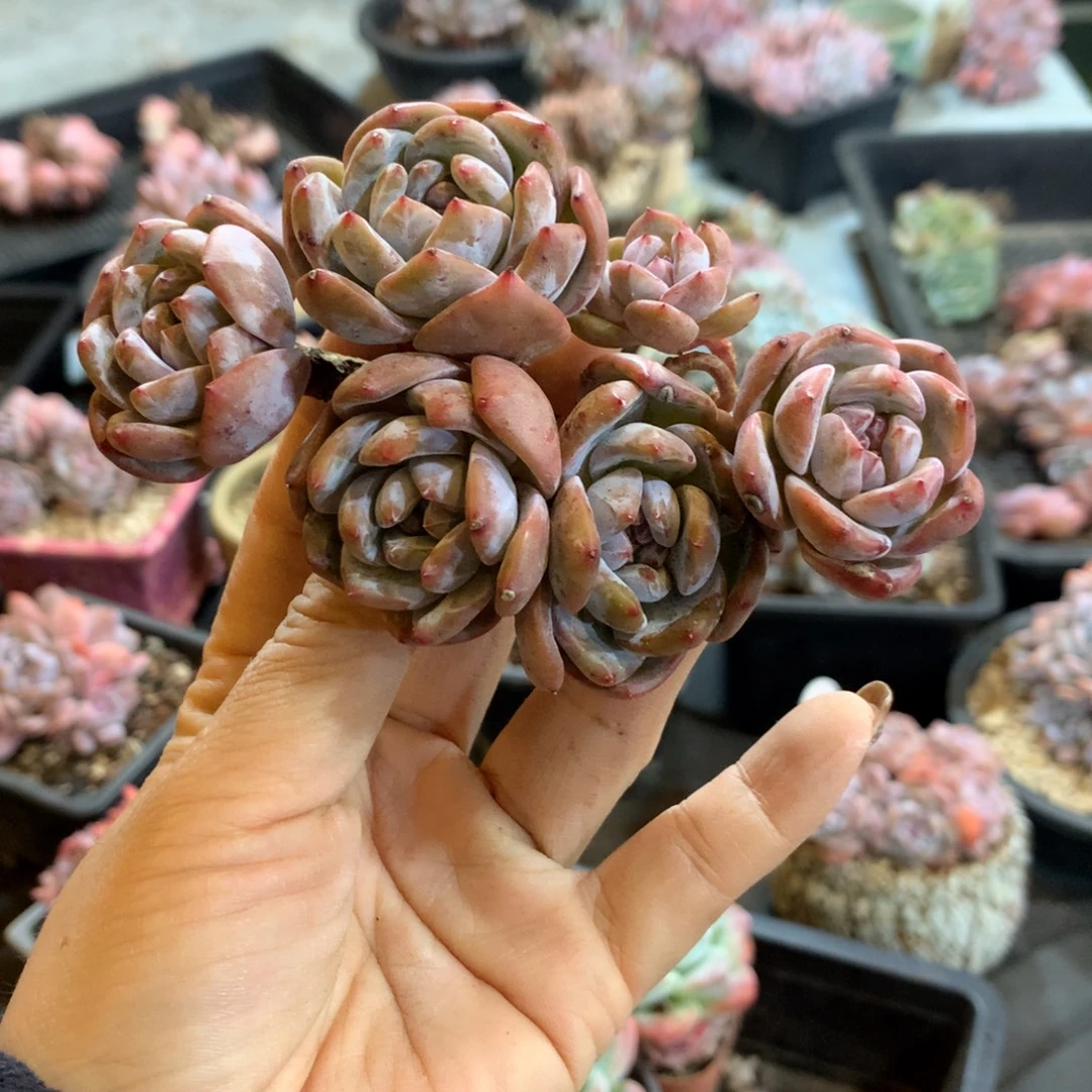 雪****哈哈哈哈哈哈哈哈哈哈哈哈