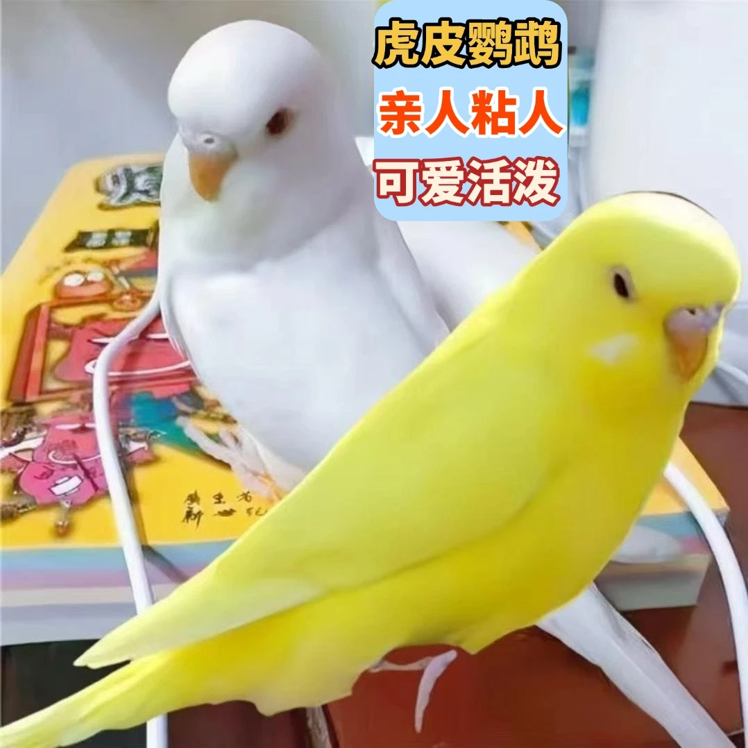 手养虎皮鹦鹉活鸟宠物可爱观赏鸟高品质会教说话好上手包活包邮