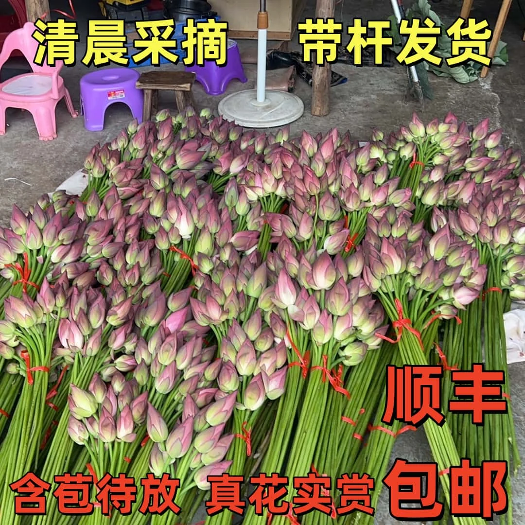 【顺丰】新鲜莲花荷花真花无添加可食用带杆花骨朵婚礼节日礼佛装饰