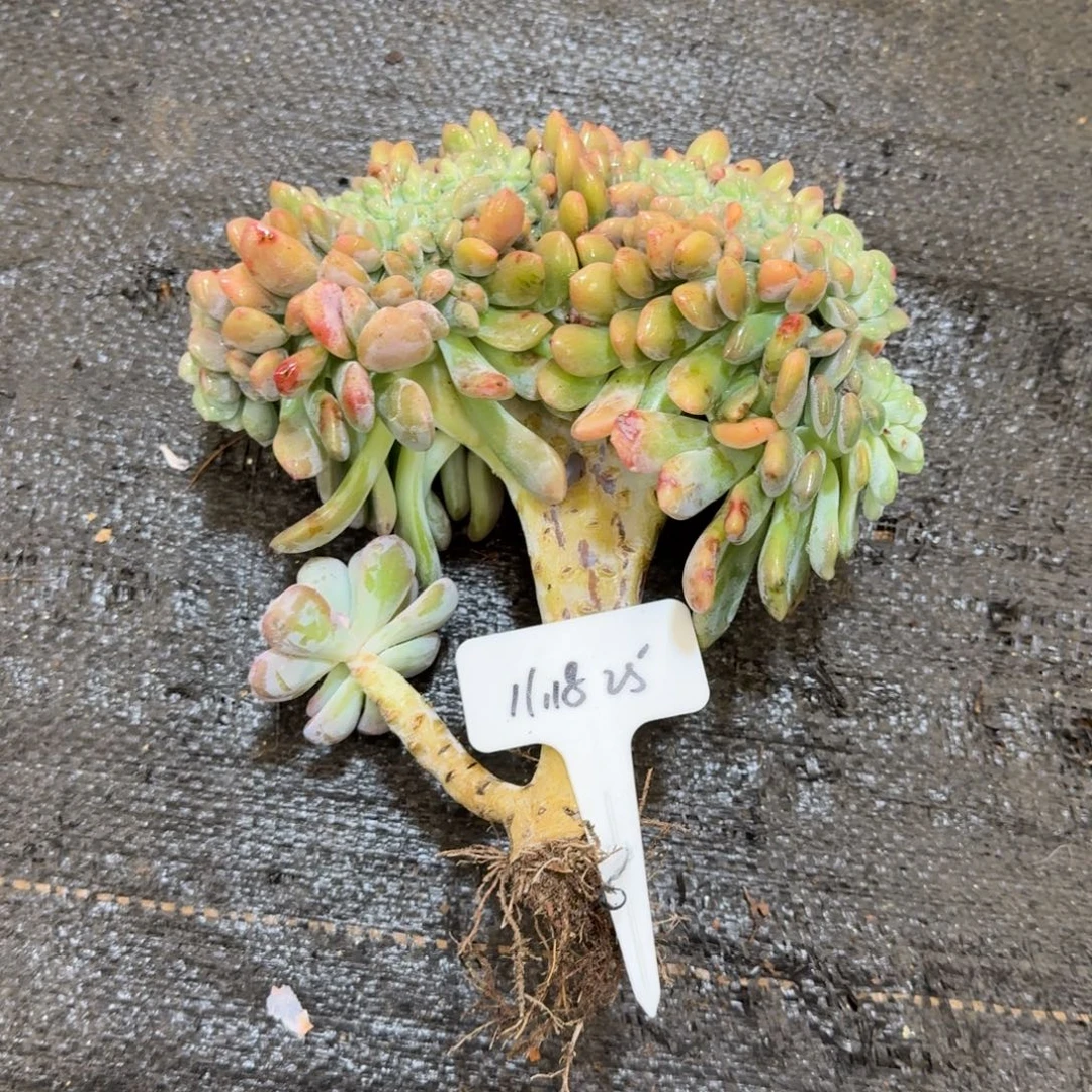 一物一拍冰橙缀化25