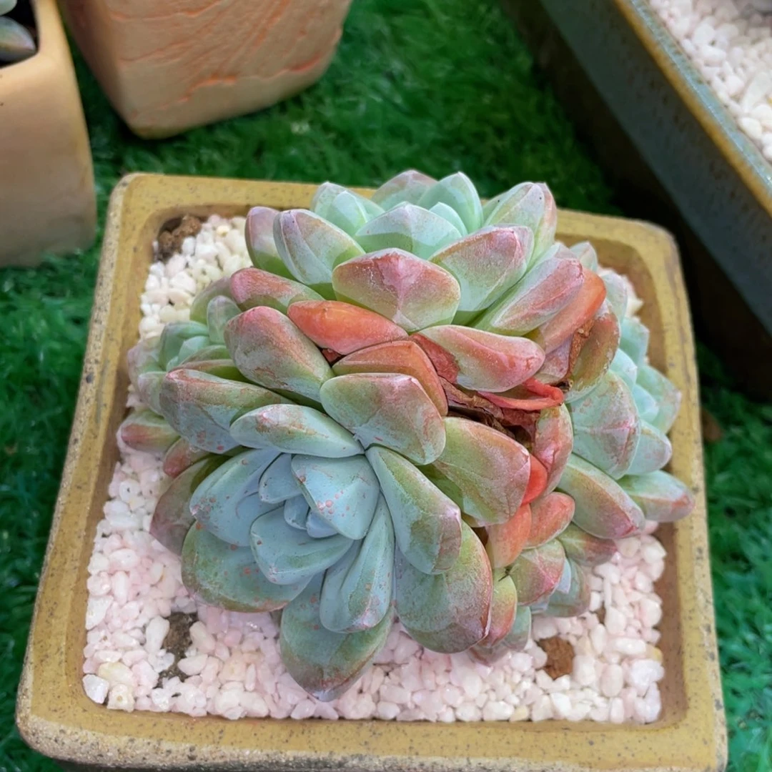 多肉植物盆栽多肉