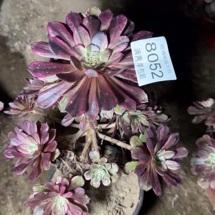 8052紫墨的植物多肉