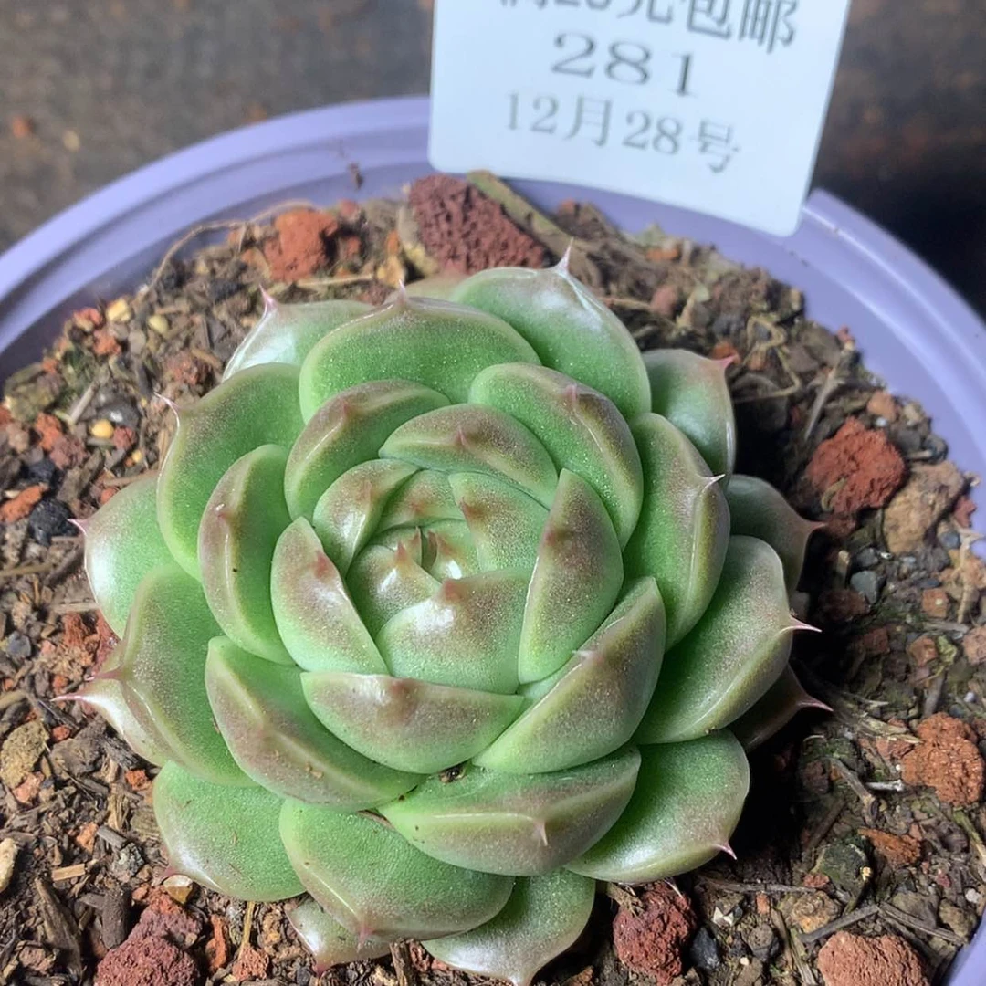 【闪购商品】云281号麦秆5厘米