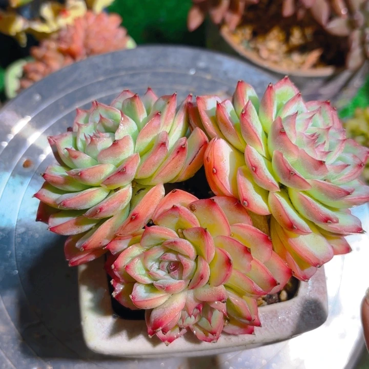侧影老桩一颗 脱土发货