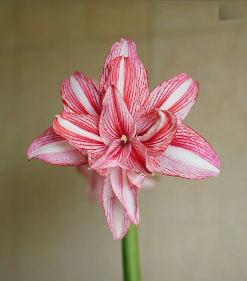 【盛世中华】朱顶红包对版 不包后期养护