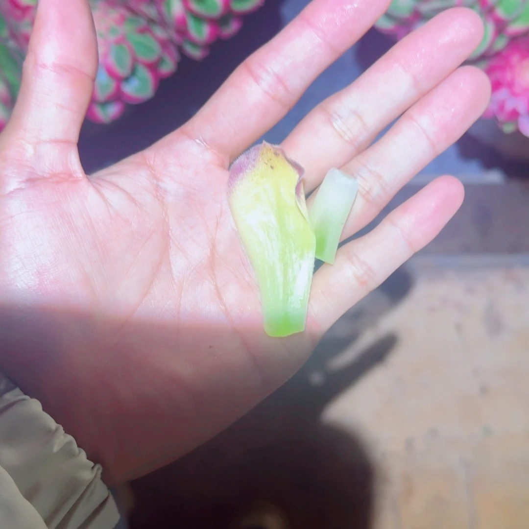 无花朵ccccccccccxxxcccccc