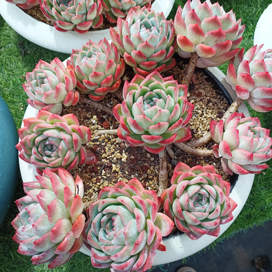 莎莎公主老桩无砍手捧自然群