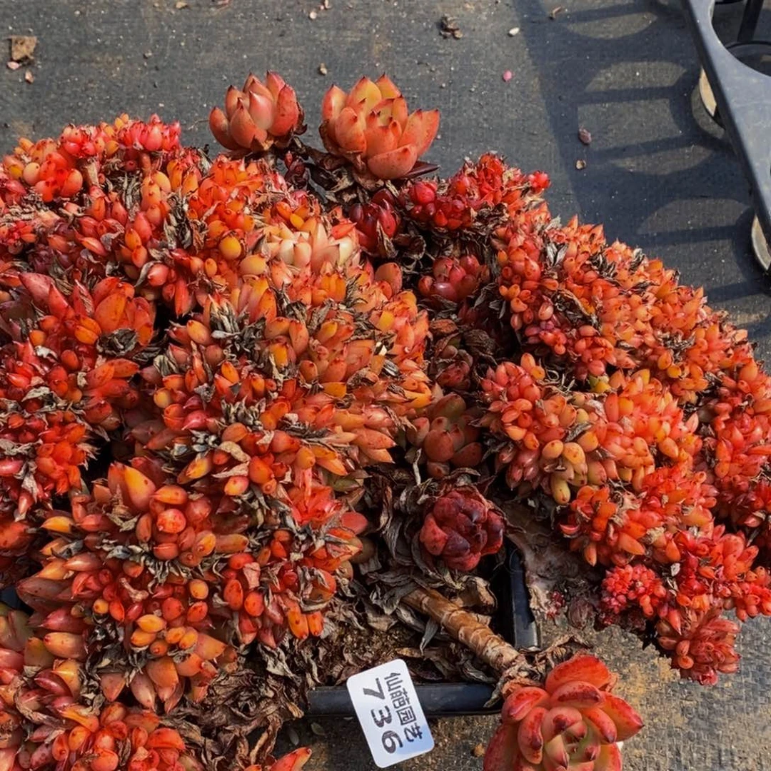 736多肉植物保护研究所所长助理