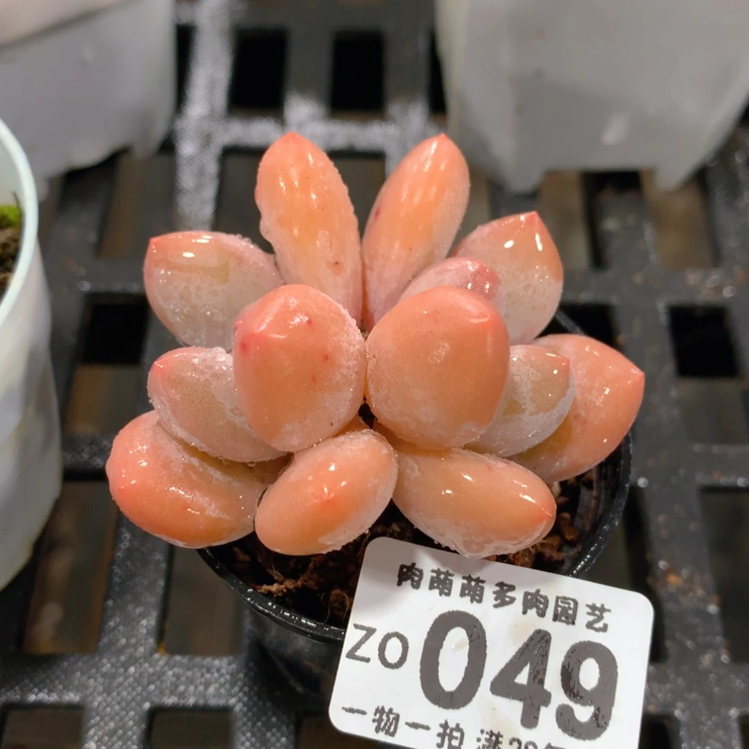 肉萌萌拇指盆精控多肉ZO049