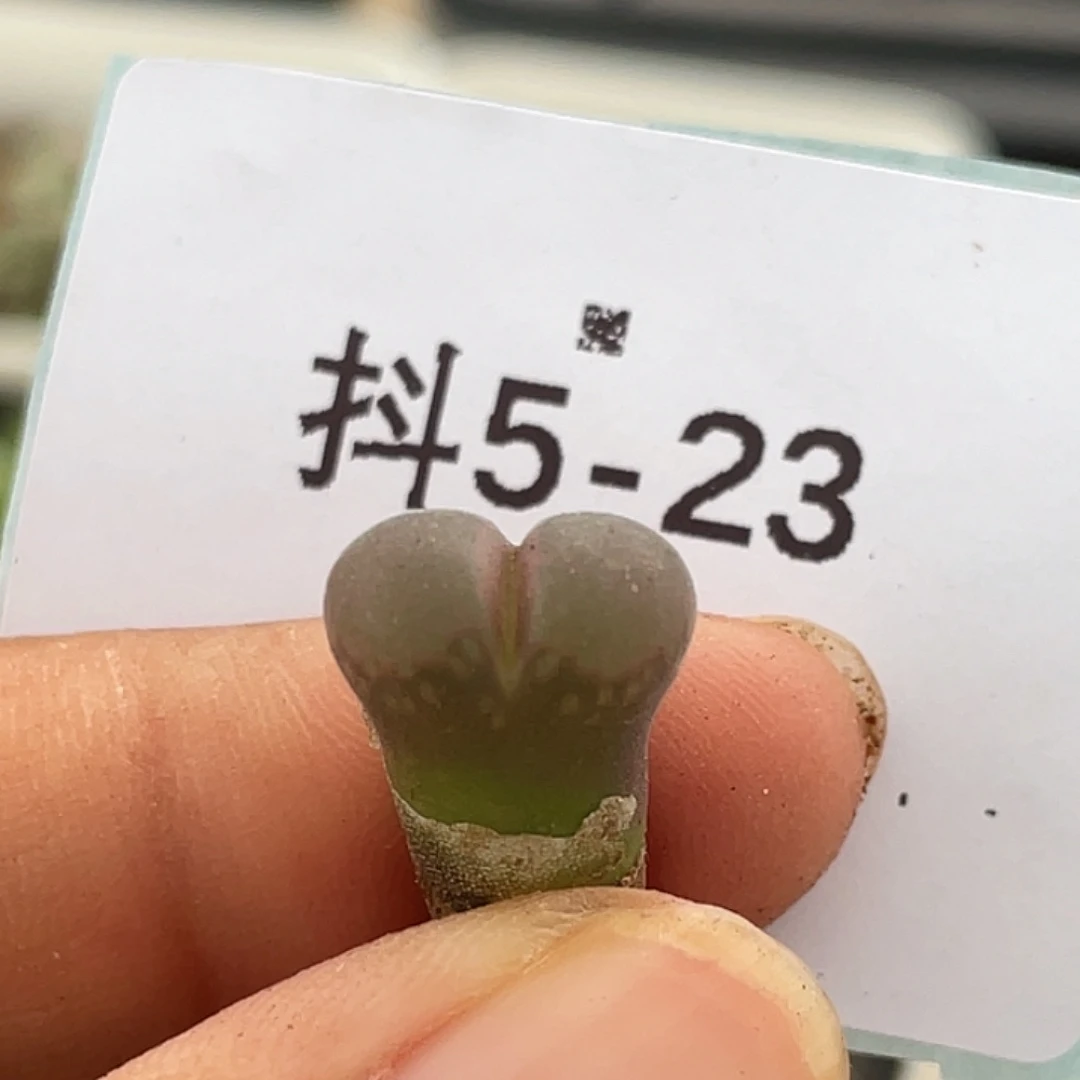 5-23肉锥多肉植物风铃