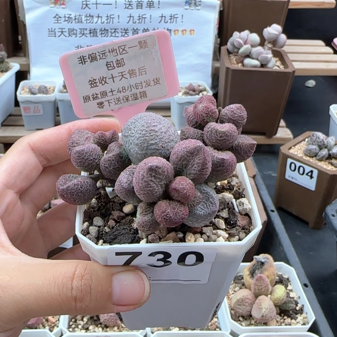 730水蜜桃多肉植物