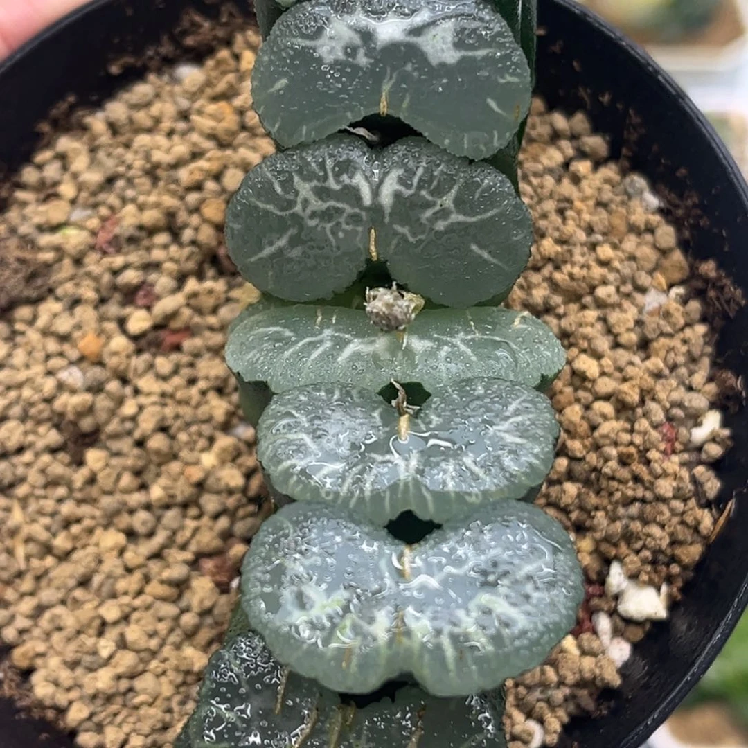 185八海山发发发发发发