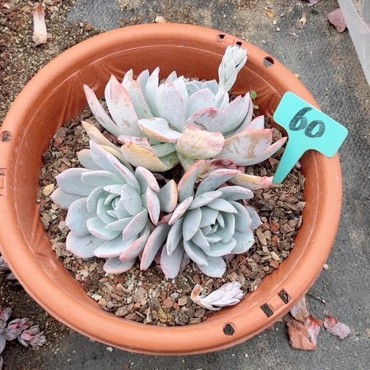 ?***?晨语多肉一1物一拍60