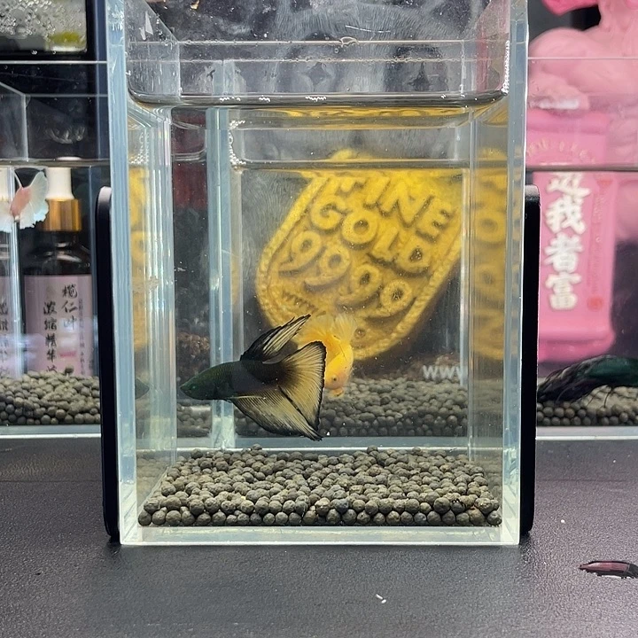 斗鱼35号924早绿半