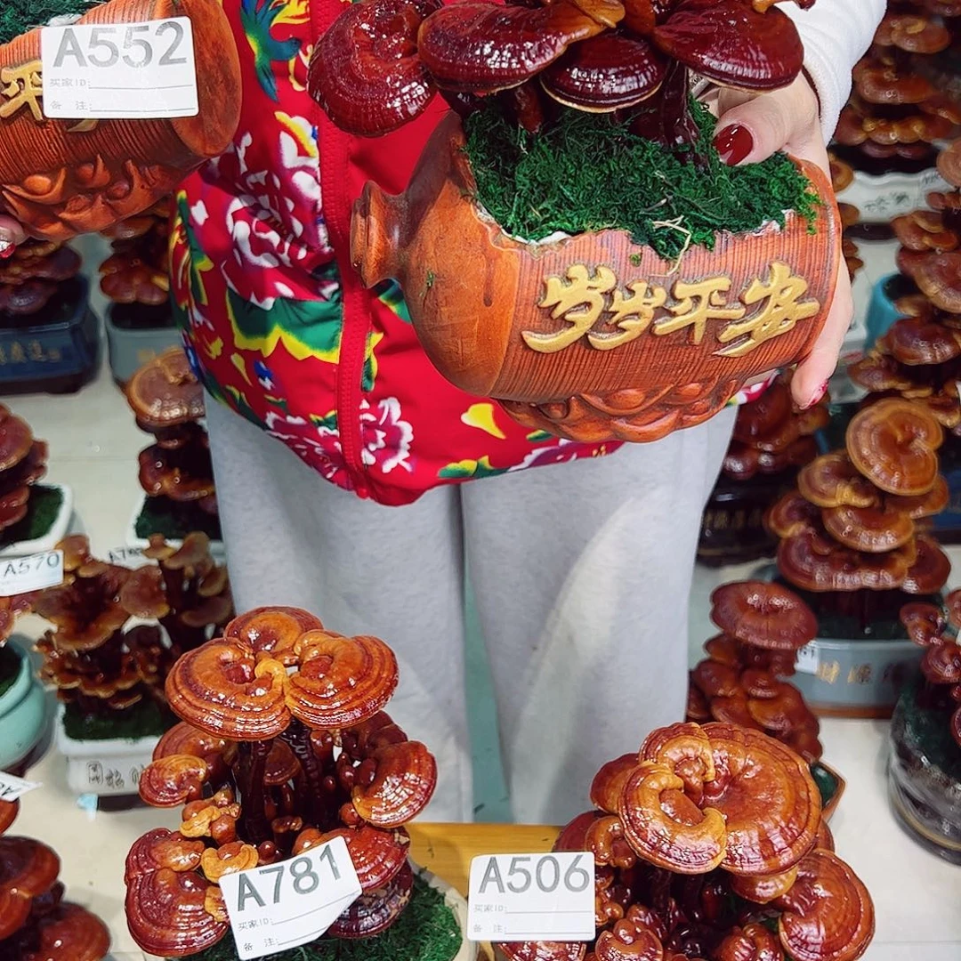 无花朵灵芝盆景777