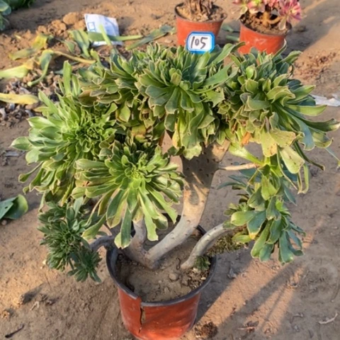 原始绿缀一物一拍