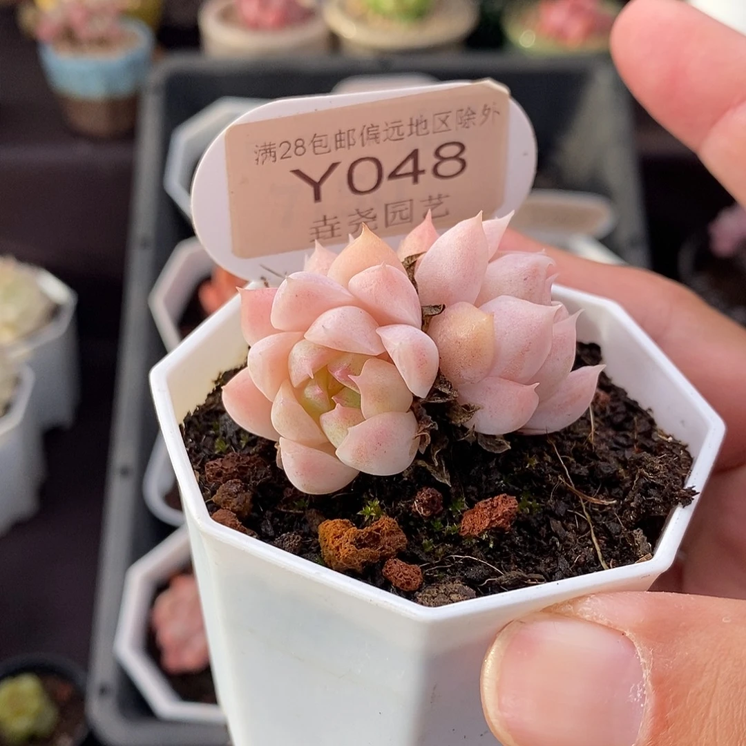 0048 颜如玉 4cm